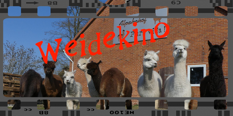 Weidekino auf dem Alpakahof Pura Vida